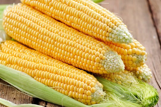 Organic yellow corn. Background.