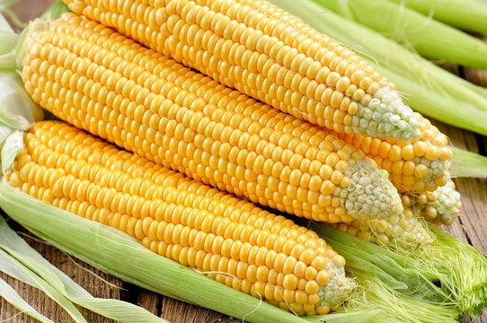 Organic yellow corn. Background.