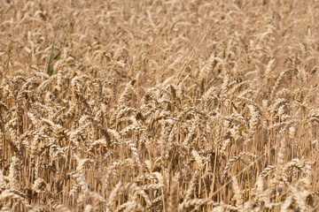 Reifes Getreidefeld vor der Ernte