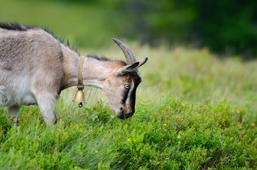 Domestic goat in mountains