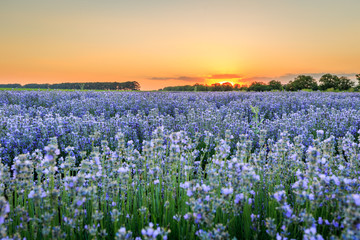 Lavender field at sunset time