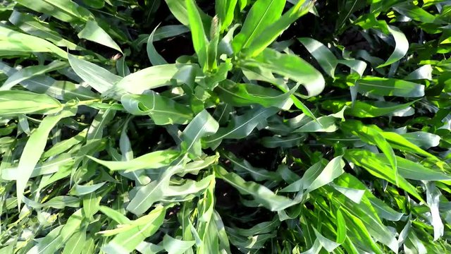 Aerial top down view drone flying over fresh green corn field showing plants moving by wind of rotor blades thrust then quadcopter moving up creating an overview of entire crops landscape farm land 4k