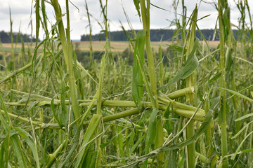 cornfield with severe damage by hail © mrpluck
