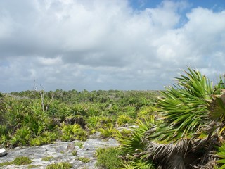 Mexican Coast - Plants