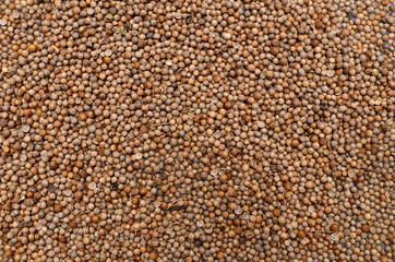 coriander seeds texture