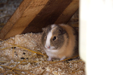 Hamster