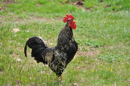 Kr&auml;hender Hahn