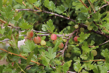 Obraz premium groseilles à maquereau