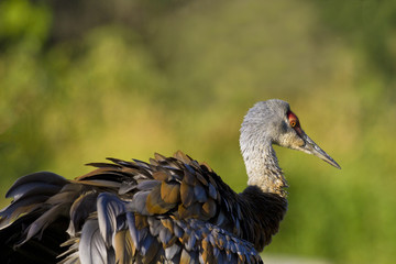 Sandhill crane ruffles feathers against green background