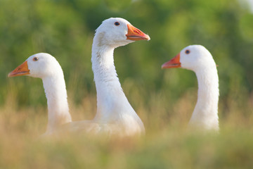 Portrait of white domestic geese
