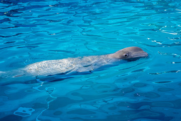Fototapeta premium a white whale (beluga) is waiting for a beginning of a show at the dolphinarium