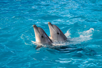 Fototapeta premium bottle-nosed dolphins are dancing during the show at the dolphinarium