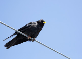 The Alpine chough / yellow-billed chough 