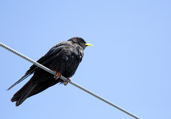 The Alpine chough also called as  yellow-billed chough 
