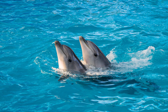bottle-nosed dolphins are dancing during the show at the dolphinarium