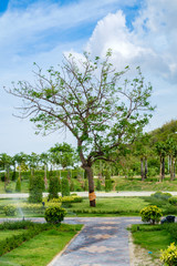 Obraz premium Tree in national park