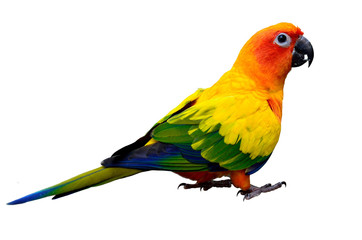 Sun parakeet or sun conure (Aratinga solstitialis) the lovely ye