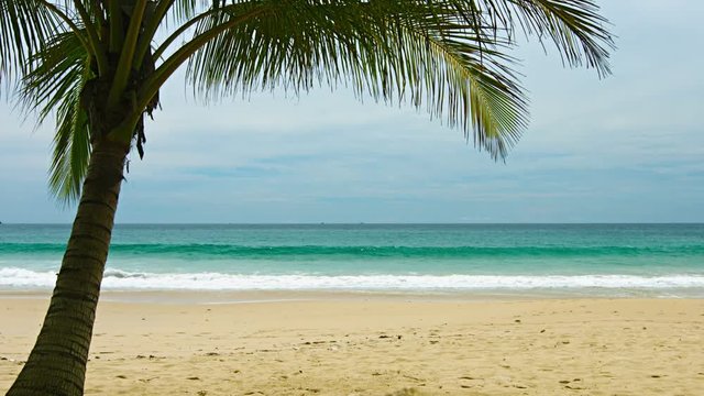Video 3840x2160 UHD - View of uninhabited sandy beach with palm tree