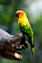 Sun parakeet or sun conure (Aratinga solstitialis) the lovely ye