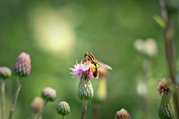 Fly