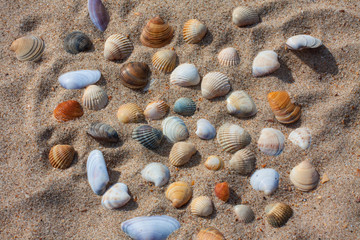 Natural sand and shells background. Beach covered with shells, texture.