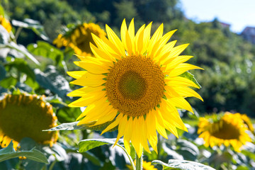 Sunflower field in summer, Italy Umbria