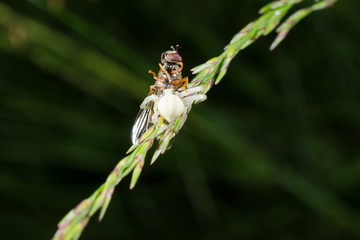 Mahlzeit...(Krabbenspinne hat lecker Schwebfliege)