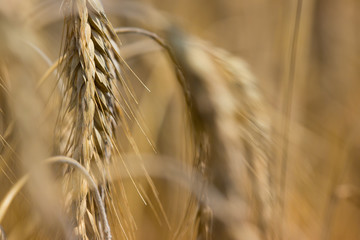 Roggenfeld im Sommer