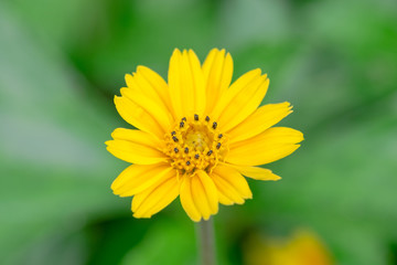 beautiful Singapore daisy flower (Melampodium divaricatum)