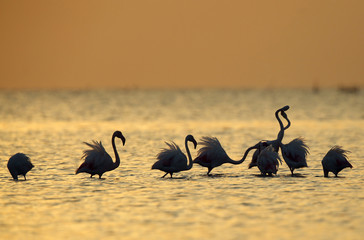 Greater Flamingos at dawn