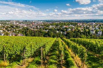 Weinberg am Neroberg mit Blick auf Wiesbaden; Deutschland