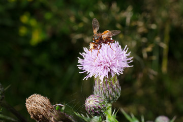 gemeine Breitstirnblasenkopffliege auf Distelblüte