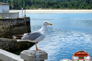 Gaviota, mar y barco
