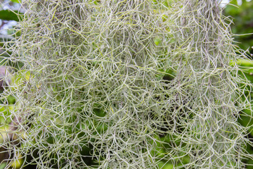 Green spanish moss hanging down from the pole with blurry backgr
