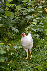 White hen with red comb in bushes