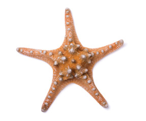 Decorative starfish isolated on a white background