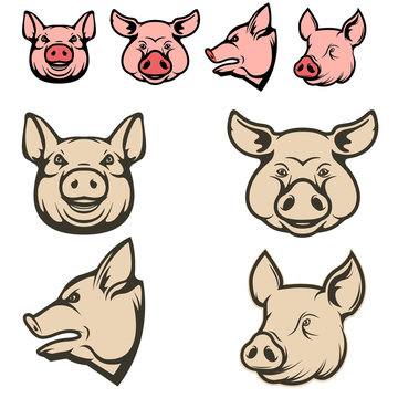 Set of pig heads.