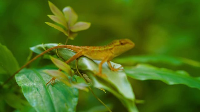 Video 3840x2160 UHD - Small wild lizard sitting on a tropical plant. Thailand, Phuket Island