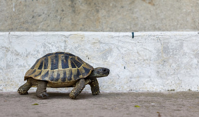 Tortoise on Concrete