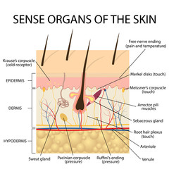 Cross section human skin.