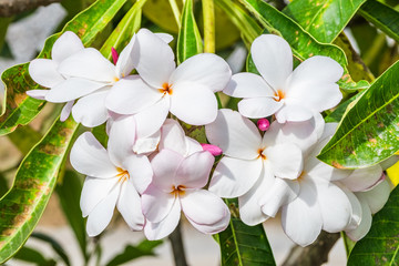 Plumeria, Frangipani, leelawadee, lantorm flower bloom white pink