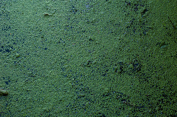 Obraz premium Background of duckweed