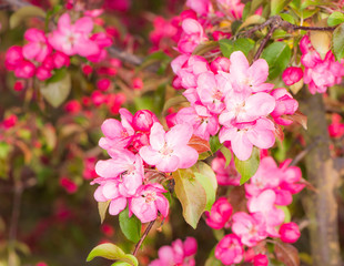 Fototapeta na wymiar Flowering apple tree with pink blossoms