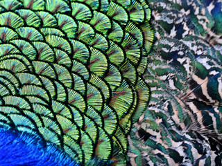 The amazing close up of velvet green patches along with camoufla