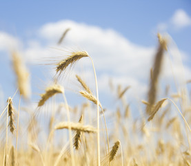 golden wheat field and sunny day