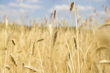 golden wheat field and sunny day