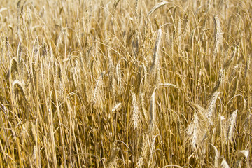 golden wheat field and sunny day