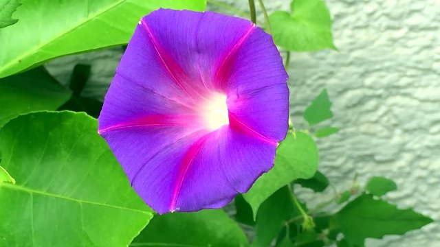 Prunkwinde, Bl&uuml;te der Aztekendroge