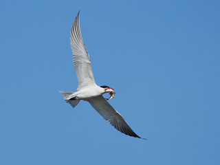 Caspian tern (Hydroprogne caspia)