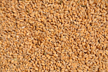 wheat grain texture